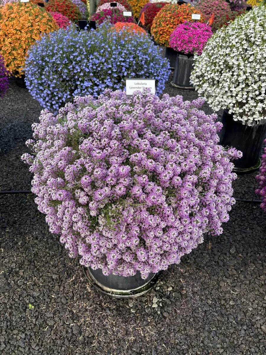 Lavender Stream™