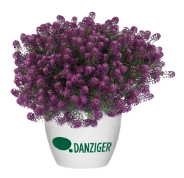 Purple Imp. Stream™