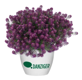 Purple Imp. Stream™