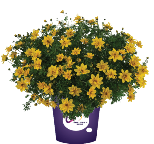 花 sunshine Sunshine Double™ - Danziger