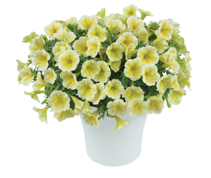 Pistachio Cream Ray™ Danziger