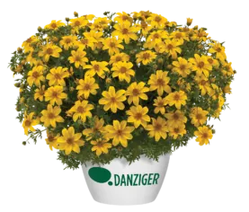 Yellow Charm™