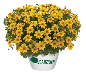 Yellow Charm™