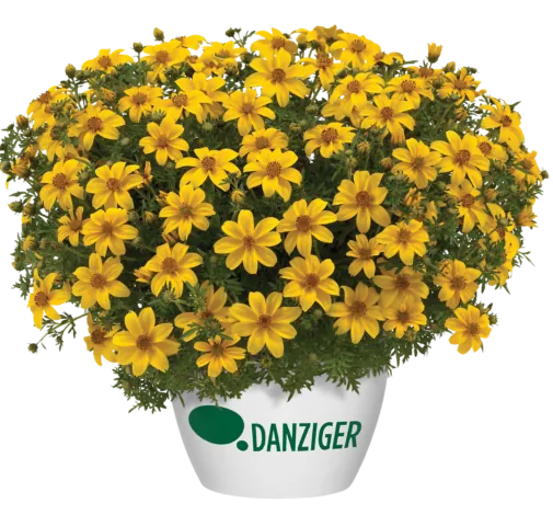 Yellow Charm™