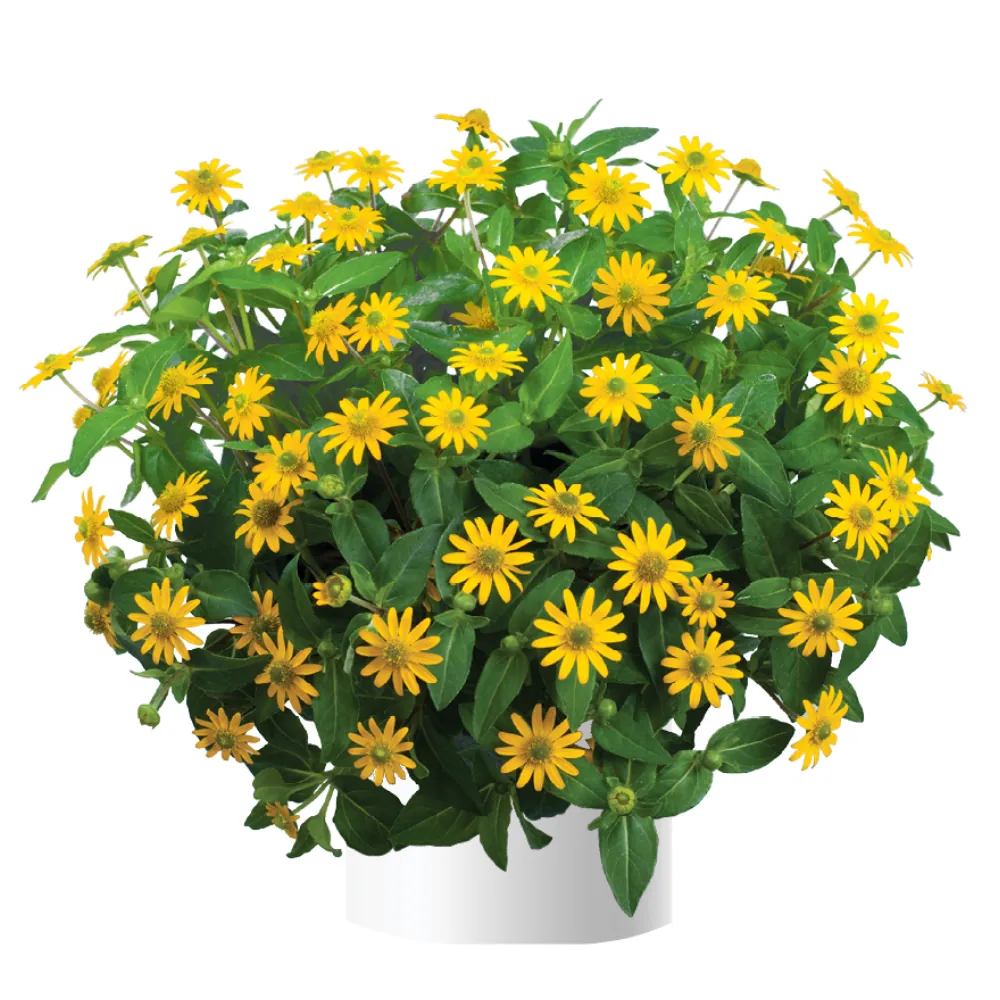 Talya™ Great Yellow