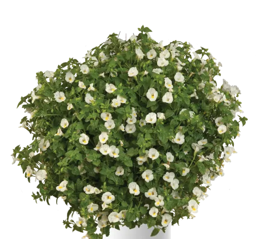 White Moon™