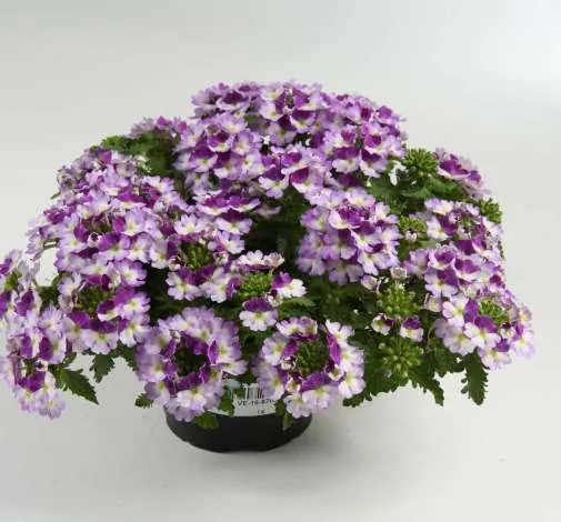 Vanessa™ Compact Bicolor Purple