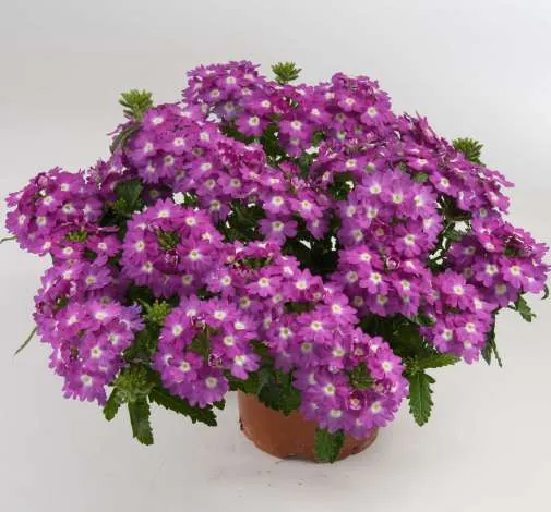 Vanessa™ Compact Violet