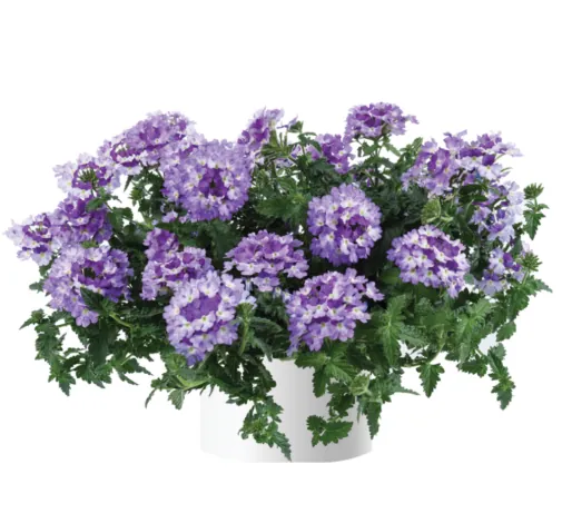 Vanessa™ Bicolor Indigo
