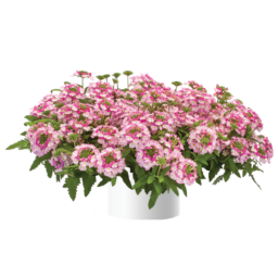 Vanessa™ Bicolor Pink