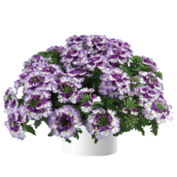 Vanessa™ Compact Bicolor Purple