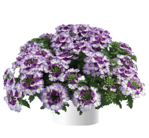 Vanessa™ Compact Bicolor Purple