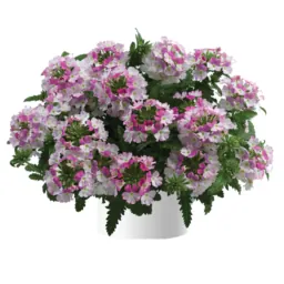 Vanessa™ Compact Bicolor Rose