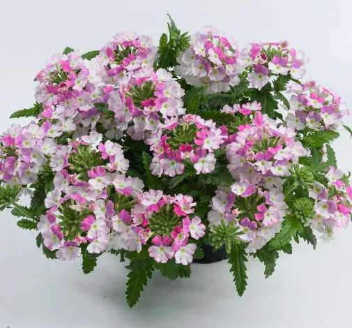 Vanessa™ Compact Bicolor Rose