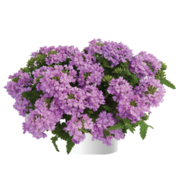 Vanessa™ Compact Lavender