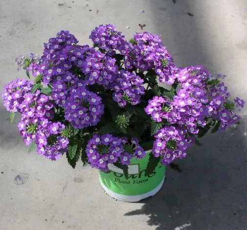 Vanessa™ Compact Optik Lavender