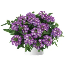 Vanessa™ Compact Optik Lavender