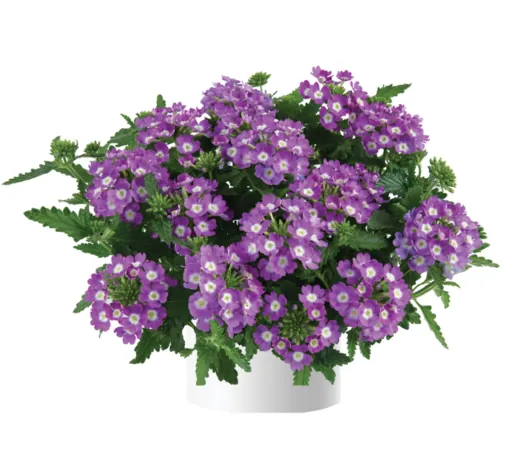 Vanessa™ Compact Optik Lavender