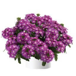 Vanessa™ Compact Violet