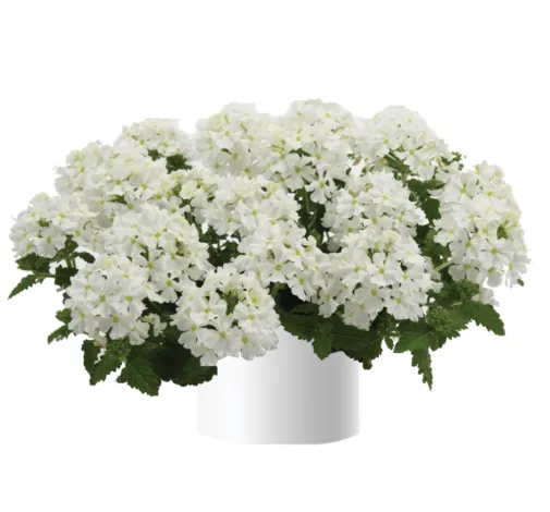 Vanessa™ Compact White