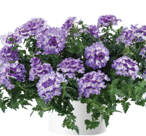 Vanessa™ Bicolor Indigo