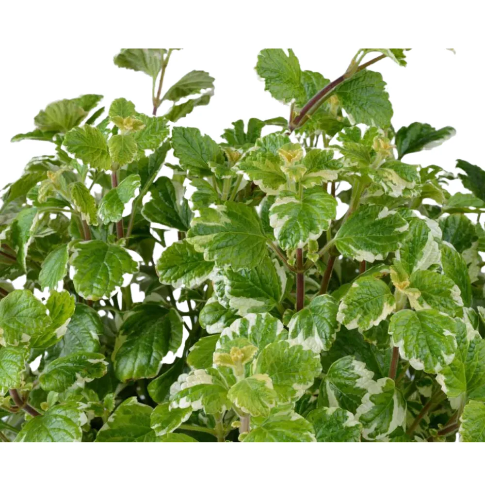 Variegata™