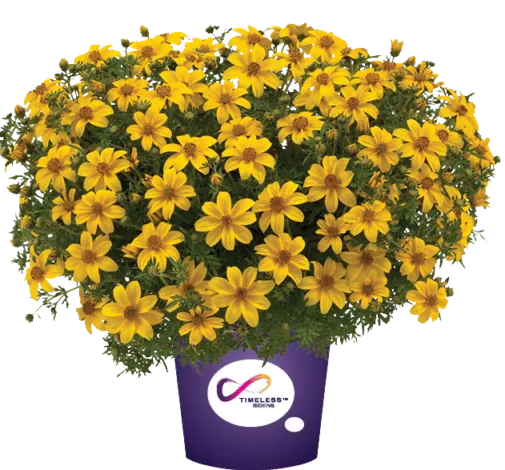 Yellow Charm™