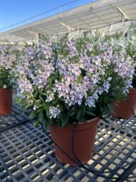 Alonia™ Bicolor Violet