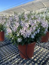 Alonia™ Bicolor Violet