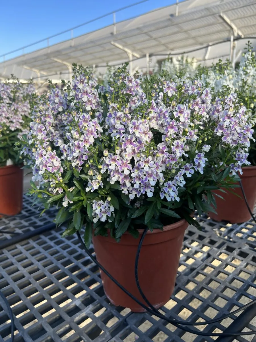 Alonia™ Bicolor Violet
