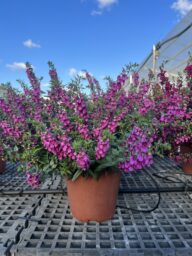 Alonia™ Big Dark Pink