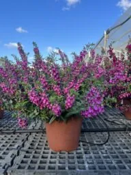 Alonia™ Big Dark Pink