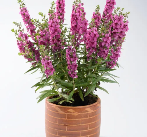 Alonia™ Big Dark Pink