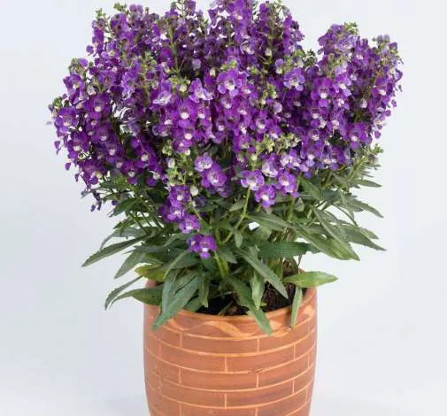 ALONIA™ Violet