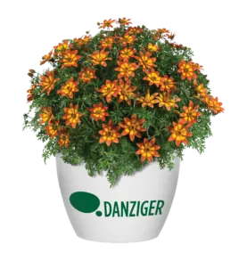 Blazing™ Embers
