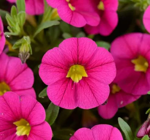 Colibri™ Fuchsia