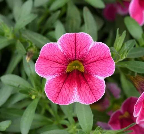 Colibri™ Cherry Lace