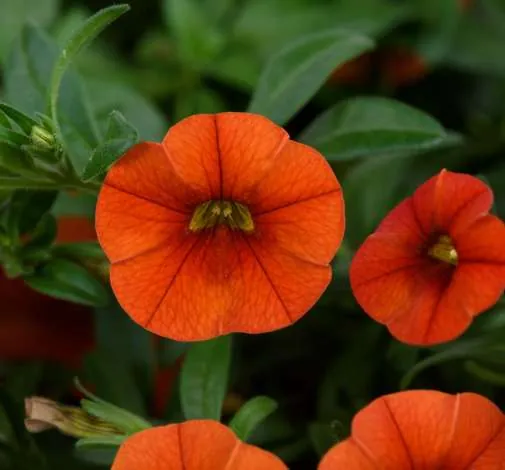 Colibri™ Orange