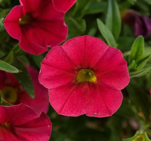 Lia™ Dark Red