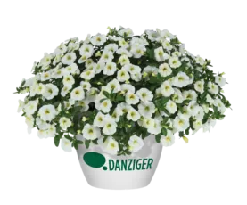 Colibri™ Blizzard