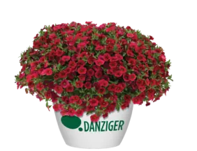 Lia™ Dark Red