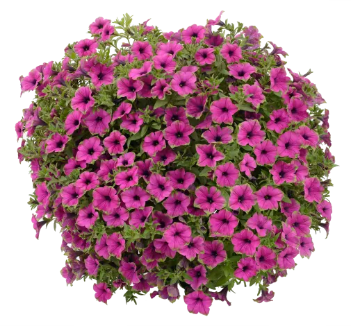 Cascadias™ Pitaya