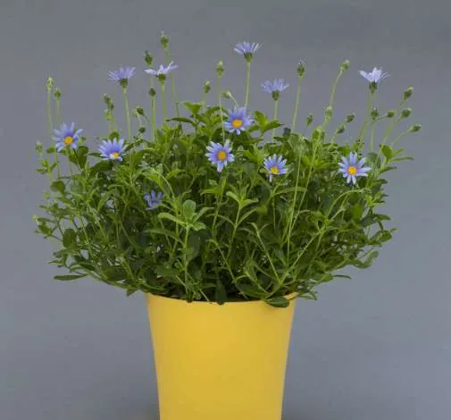 Felicity™ Blue