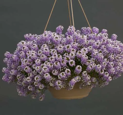 Lavender Stream™