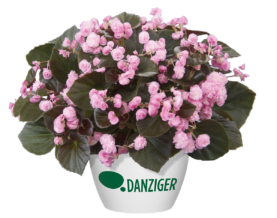 Doublet™ White - Danziger
