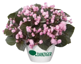 Doublet™ Pink