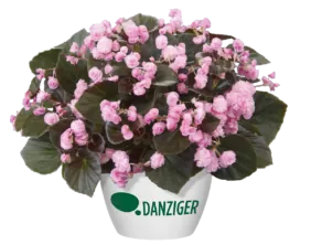 Doublet™ Pink