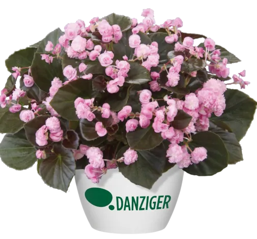 Doublet™ Pink