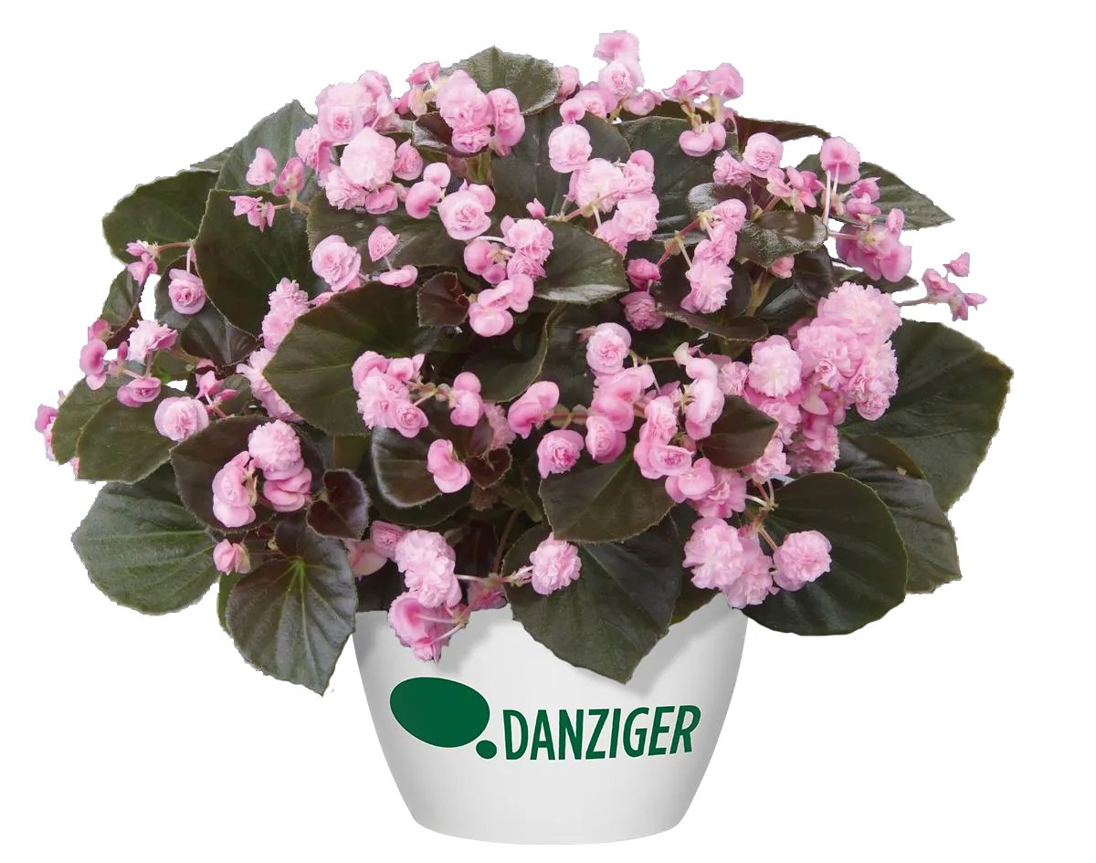 Doublet™ Pink