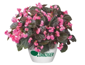 Doublet™ Rose